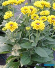 Rudbeckia Flamenco® Yellow