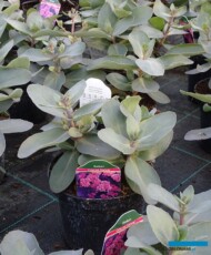 Sedum ‘Oriëntal Dancer’,_Nowaccy