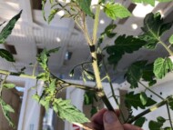 Rozsada szczepiona, z wykształconym już drugim gronem, pomidor odmiany Delisher