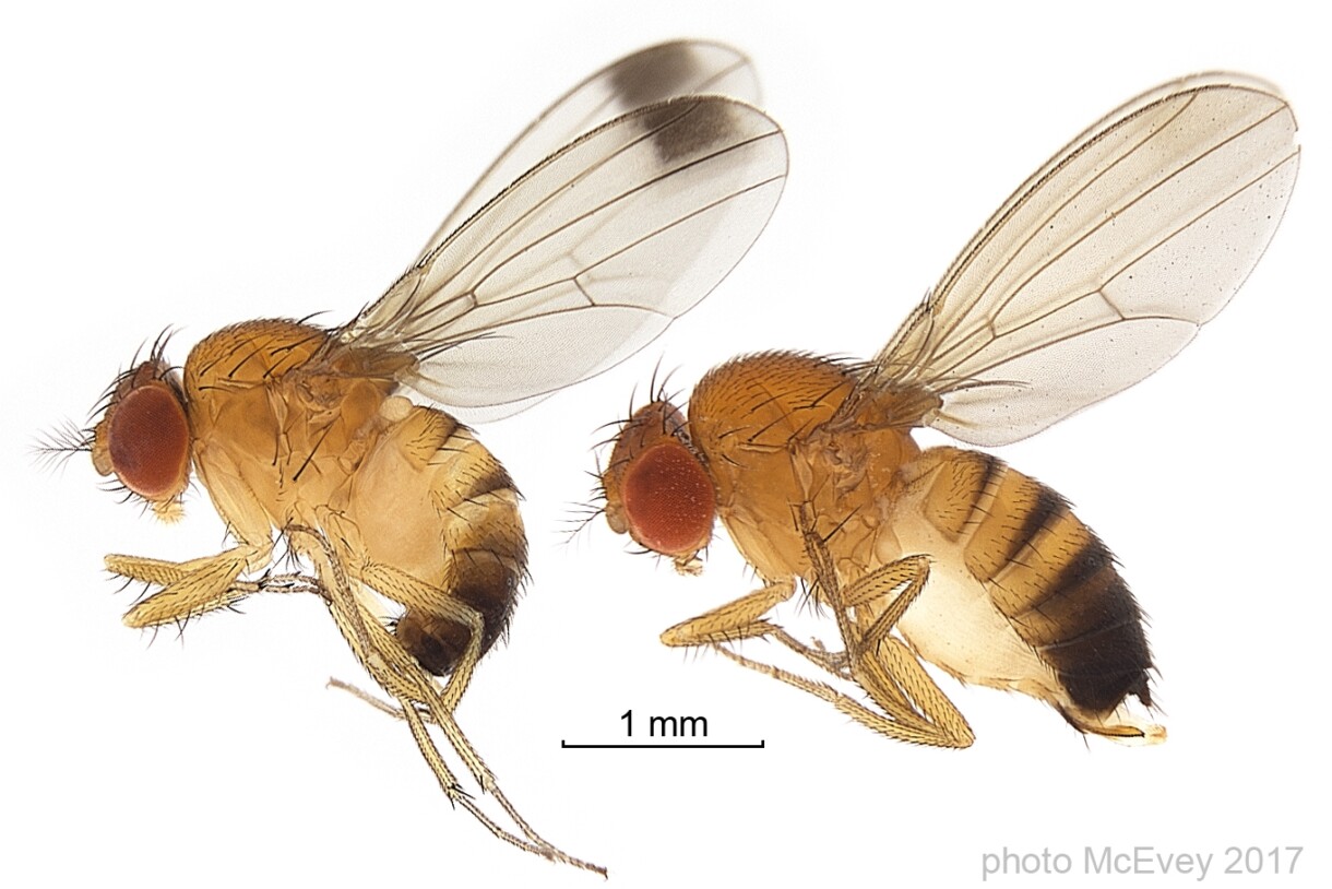 owady Drosophila suzukii