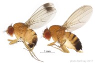 owady Drosophila suzukii