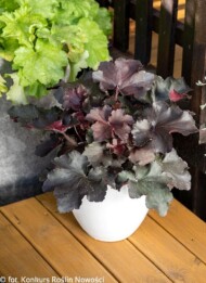 Heuchera ‘Rex Black’_Konkurs Roślin NOWOŚCI 2021