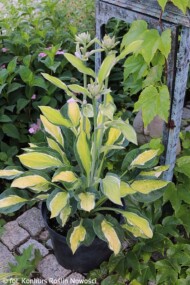 Hosta GYPSY LEMON ‘PG 12/01_Konkurs Roślin NOWOŚCI 2021