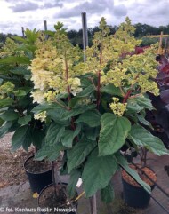 Hydrangea paniculata PETITE™ LANTERN ‘LISSJUDY_Konkurs Roślin NOWOŚCI 2021