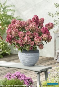 Hydrangea paniculata PETITE™ STAR ‘COUSTAR02_Konkurs Roslin NOWOSCI 2021