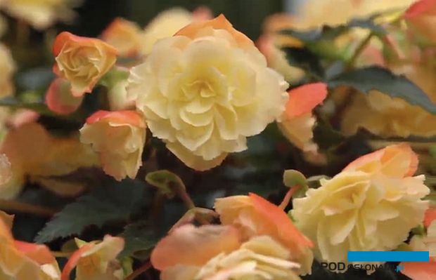 Begonię I'CONIA Aroma Peach, atrakcyjnych kwiatach, które lekko pchną, i półzwieszającym się pokroju wyróżniono w tym roku nagrodą FleuroStar,