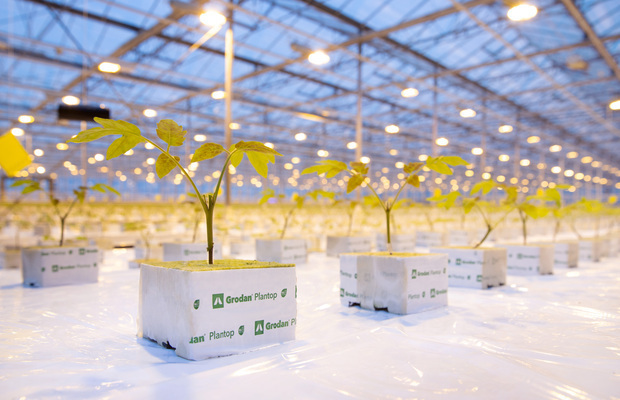 Produkcja rozsady pomidorów szczepionych dwupędowych w kostakach Grodan Plantop NG2.0