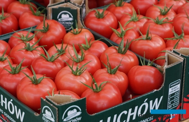 Owoce pomidora malinowego Buenarosa z uprawy Braci Chrzanów z Głuchowa