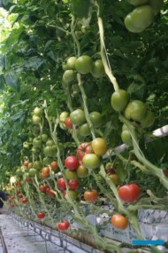 Pomidor malinowy Buenarosa