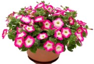 Petunia FotoFinish Rose Morn_Syngenta Flowers
