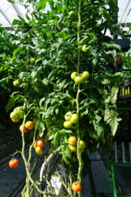 Pomidor malinowy Buenarosa