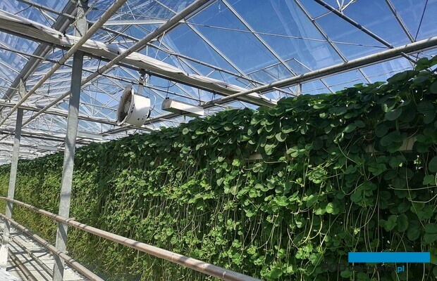 Produkcja sadzonek truskawek w szklarni w Bogucicach