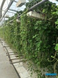 Produkcja sadzonek truskawek w szklarni w Bogucicach