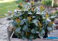 Prunus laurocerasus ‘Miniredia_Konkurs Roslin NOWOSCI 2021