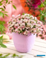 Rosa CUTIE PIE ‘ROP007_Konkurs Roslin NOWOSCI