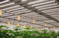 Uprawa medycznej marihuany pod lampami LED z firmy Plantalux
