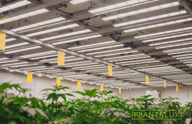 Uprawa medycznej marihuany pod lampami LED z firmy Plantalux