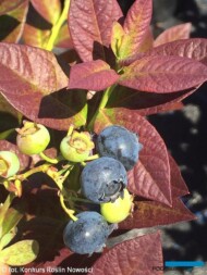 Vaccinium corymbosum CABERNET SPLASH™ ‘VacBri1_Konkurs Roslin Nowości 2021