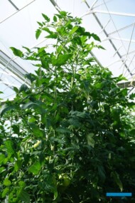 Pomidor malinowy Buenarosa, rośliny