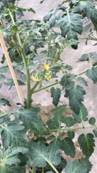 Zanik wierzchołka rośliny pomidora za pierwszym gronem