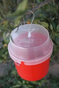 pułapka Droso trap (fot. Biopartner)