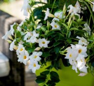 Dipladenia_Mandevilla_Diamantina® Jade 'White'