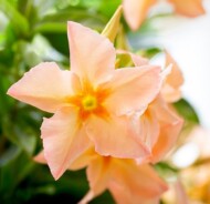Dipladenia_Mandevilla_Diamantina® Emerald Amber