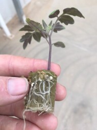 Mocna, kompaktowa siewka podkładki, dobra do szczepienia