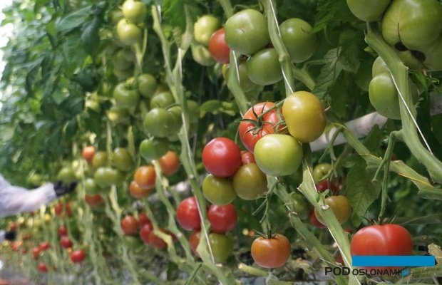 Pomidor malinowy Buenarosa w uprawie w Głuchowie