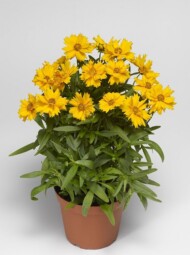 Coreopsis grandiflora Corey Single Gold