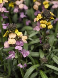 Erysimum linifolium Super Bowl Sunset