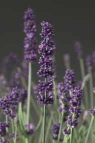 Lavandula angustifolia Aromatico Blue