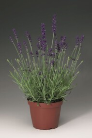 Lavandula angustifolia Aromatico Blue