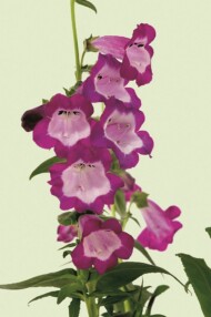 Penstemon hartwegii Phoenix Violet