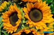 Słonecznik zwyczajny Helianthus annuus