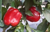Papryka Caravaggio