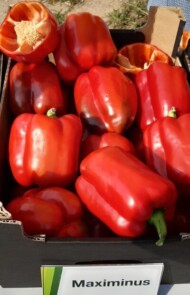 Papryka Maximinus F1