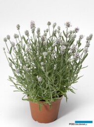 Lavandula angustifolia White Scent Early