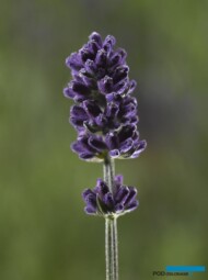 Lavandula angustifolia Blue Scent Imp