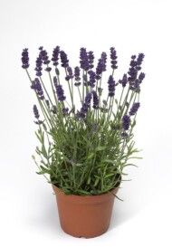 Lavandula angustifolia Aromatico Blue Compact