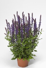 Salvia Bordeau Deep Blue, fot. Syngenta Flowers