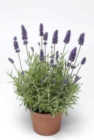 Lavandula angustifolia Vintro Blue