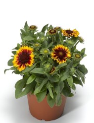 Gaillardia aristata Barbican Yellow Red Ring