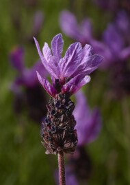 Lavandula stoechas Violeta Purple