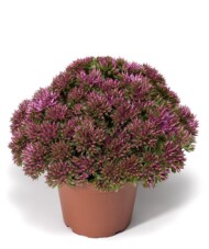Sedum spurium Spot On Pink
