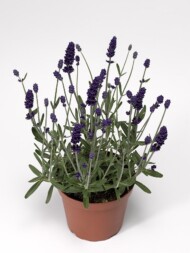 Lavandula angustifolia Aromatico Blue IMP