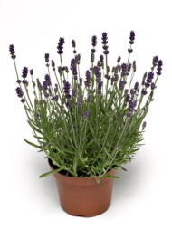 Lavandula angustifolia Vintro Compact Iris