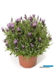Lavandula stoechas Violeta Purple XL