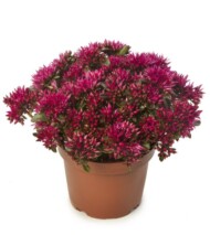 Sedum spurium Spot On Rose