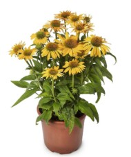 Echinacea Prairie Blaze Golden Yellow, fot. Syngenta Flowers